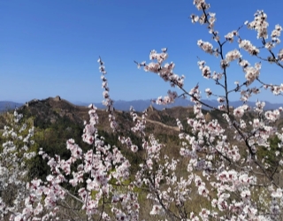 相約金山嶺|承德金山嶺長城1日游