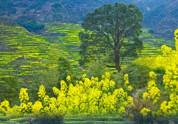 ＜全景江西＞純玩8日游  廬山+三清山+雙嶺（篁嶺+江嶺）+望仙谷（日+夜景游）+景德鎮(zhèn)+婺源+鄱陽湖石鐘山+南昌滕王閣